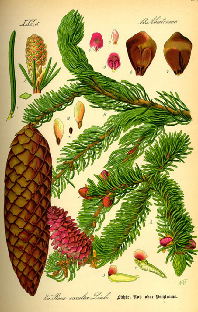Norway spruce